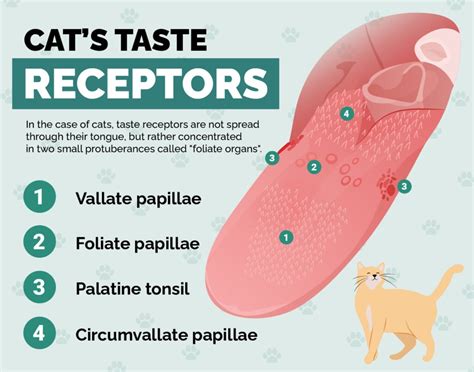 Does Cat Taste Sweet