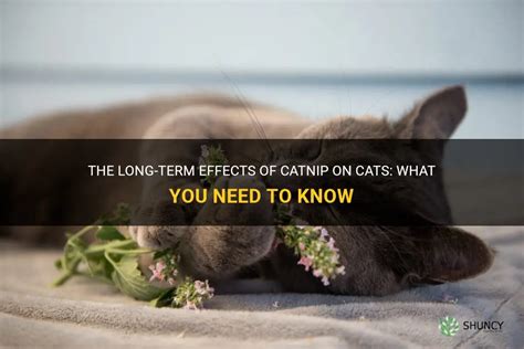 does catnip have any side effects