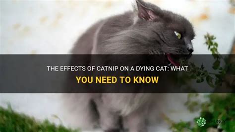 Does Catnip Help A Dying Cat