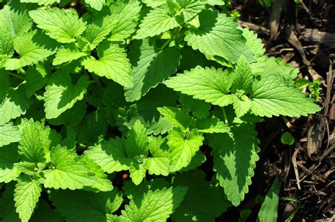 does catnip look like mint