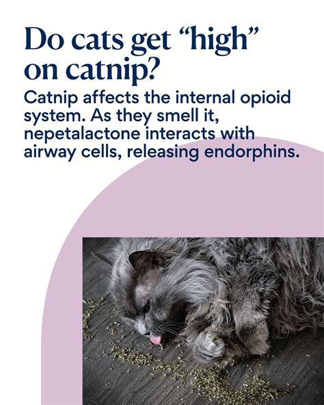 Does Catnip Make Cats Calm Or Hyper