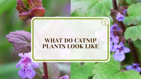 does catnip plant smell like mint