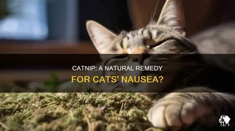 Does Catnip Soothe Cat's Stomach