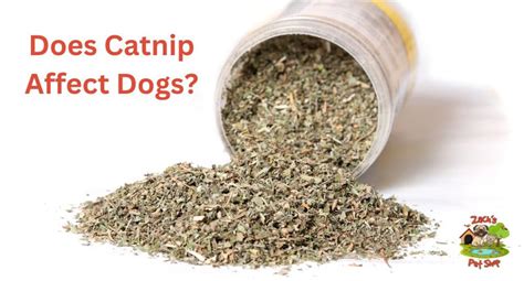 Does Catnip.affect Dogs