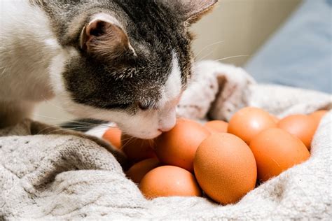 Does Cats Eat Eggs
