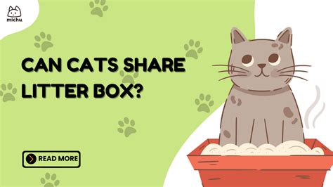 Does Cats Share Litter Box