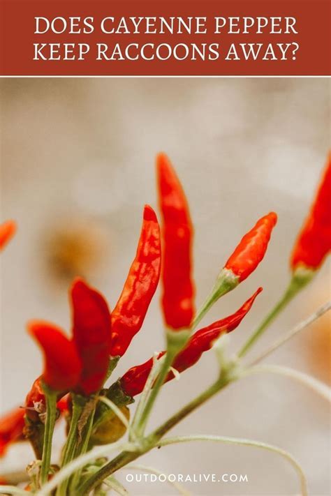 Does Cayenne Pepper Keep Deer Away
