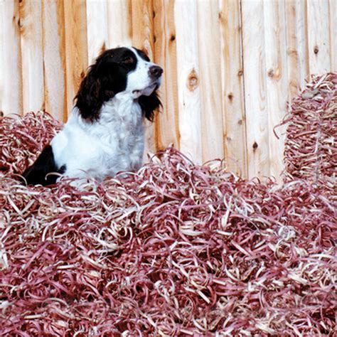 Does Cedar Bedding Keep Dogs Warm
