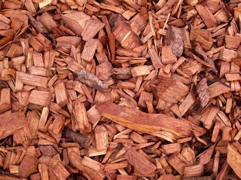 Does Cedar Chips Repel Mice