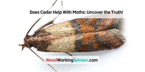 Does Cedar Keep Moths Away From Clothes