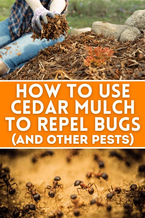 Does Cedar Repel All Bugs