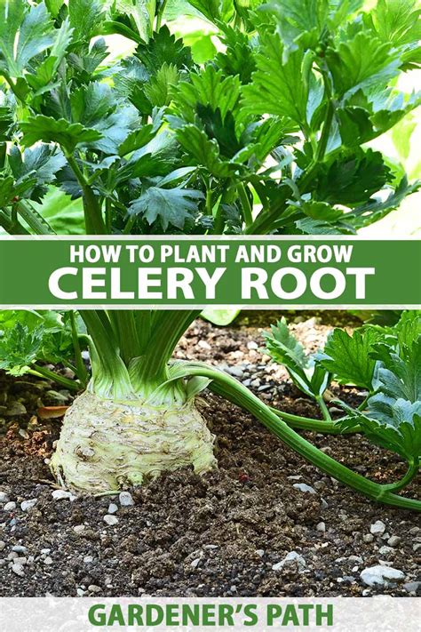 Does Celery Have Deep Roots