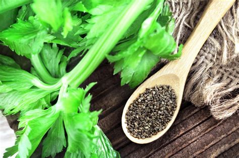 Does Celery Have Seeds