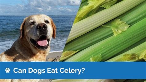 Does Celery Hurt Dogs