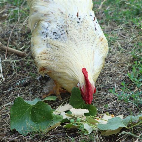 Does Chickens Eat Leaves