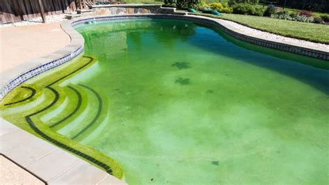 does chlorine kill algae in pool