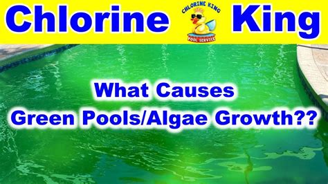 Does Chlorine Kill Yellow Algae