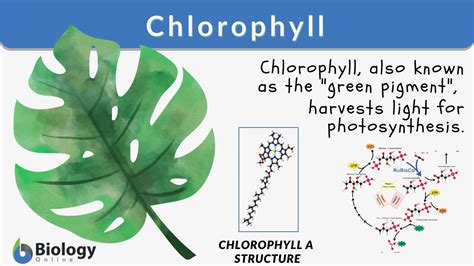 Does Chlorophyll Have Vitamins