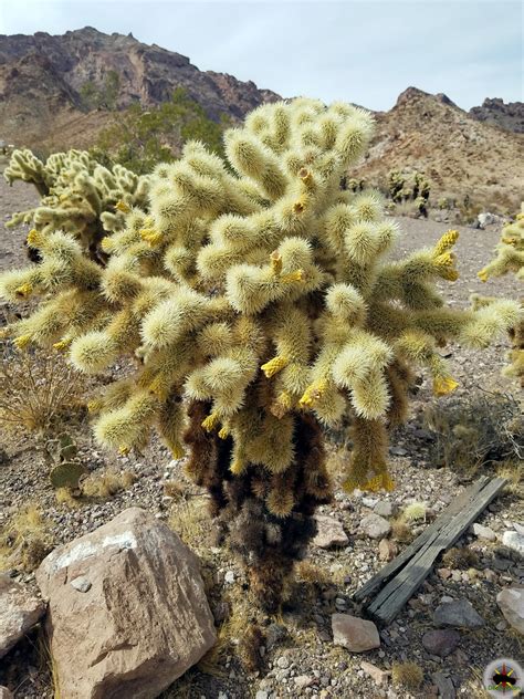 Does Cholla Cactus Really Jump