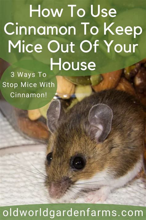 Does Cinnamon Help Keep Mice Away