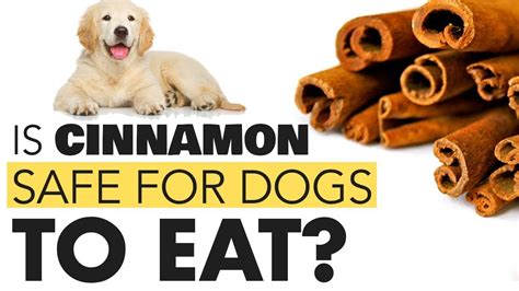 Does Cinnamon Keep Dogs From Peeing
