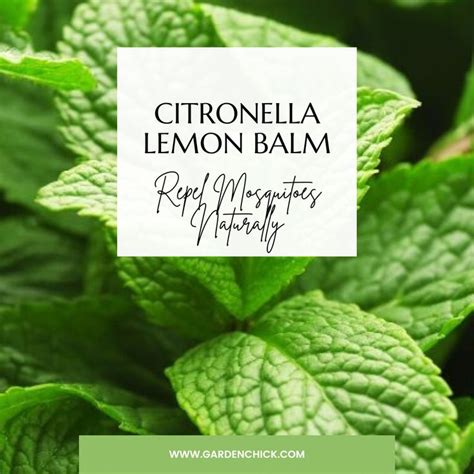 Does Citronella Keep Stink Bugs Away
