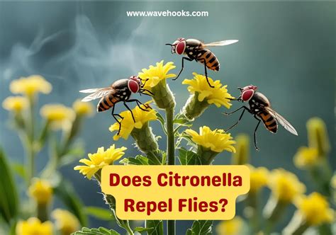 9 Things does citronella repel flies: Pest Control Insights