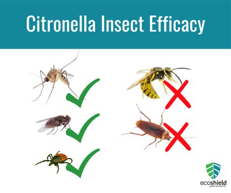 Does Citronella Work On Gnats