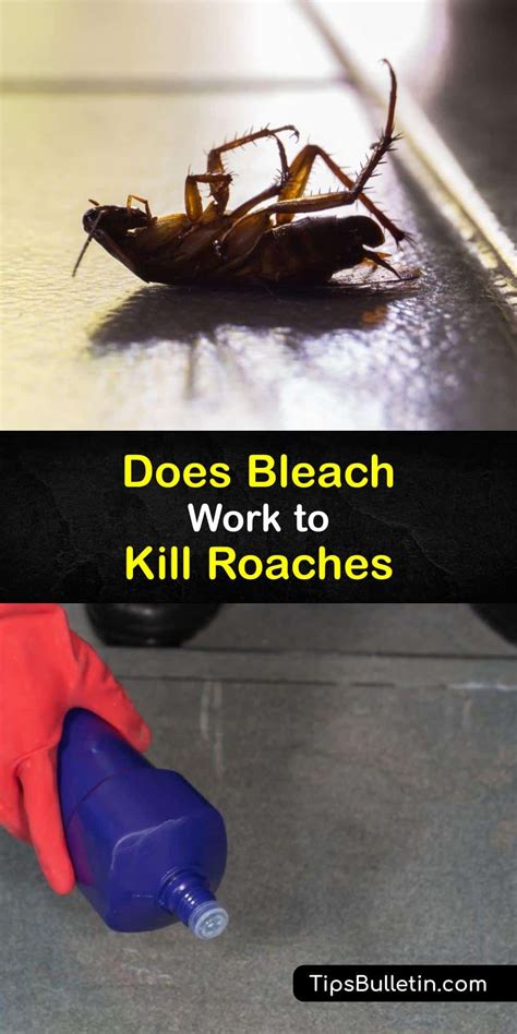 Does Cleaning With Bleach Keep Roaches Away