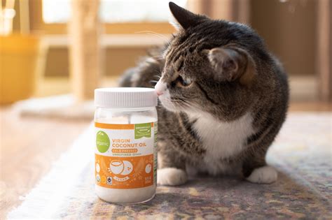 Does Coconut Oil Help Cats