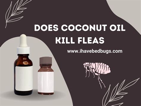 Does Coconut Oil Help Kill Fleas