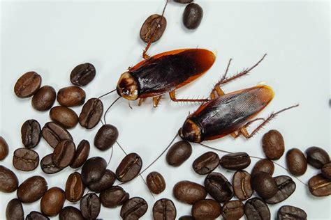 Does Coffee Grounds Kill Cockroaches
