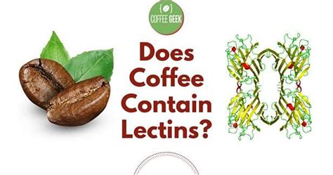 does coffee have lectins