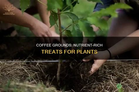 Does Coffee Strip Nutrients