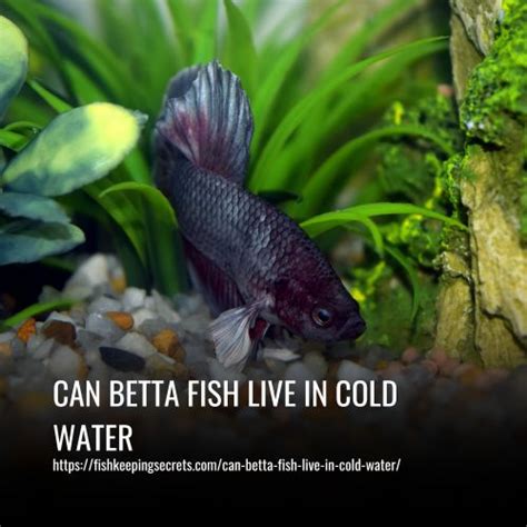 Does Cold Water Kill Betta Fish