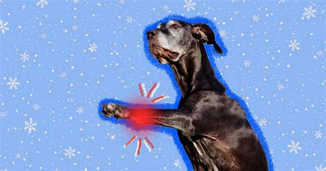 Does Cold Weather Affect Dog Arthritis