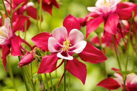 Does Columbine Bloom All Summer