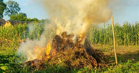 Does Compost Catch Fire