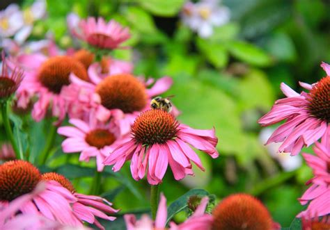 Does Coneflower Bloom All Summer