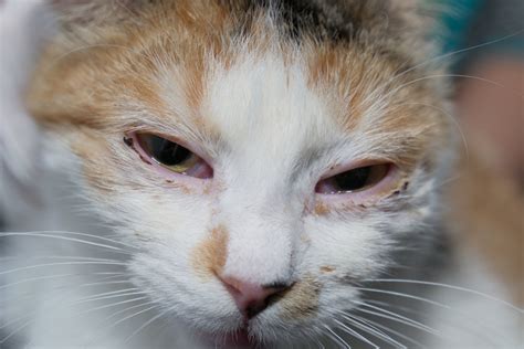 does conjunctivitis hurt cats