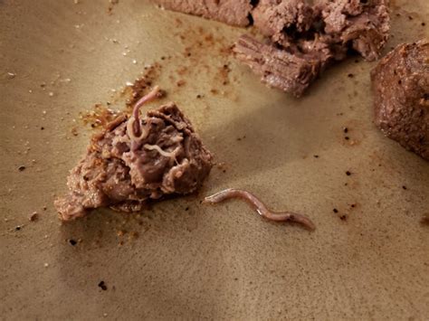 Can Cooking Actually Kill Worms In Food