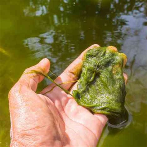 Does Copper Prevent Algae