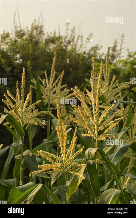 Does Corn Has Flowers