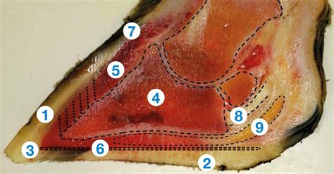 does cow hoof grow back