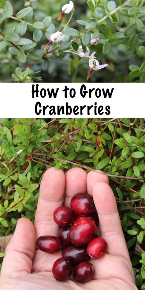 Does Cranberries Grow On Trees