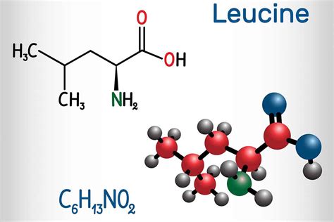 Does Creatine Contain Leucine