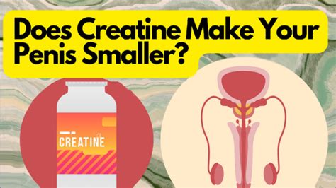 does creatine make your penis small