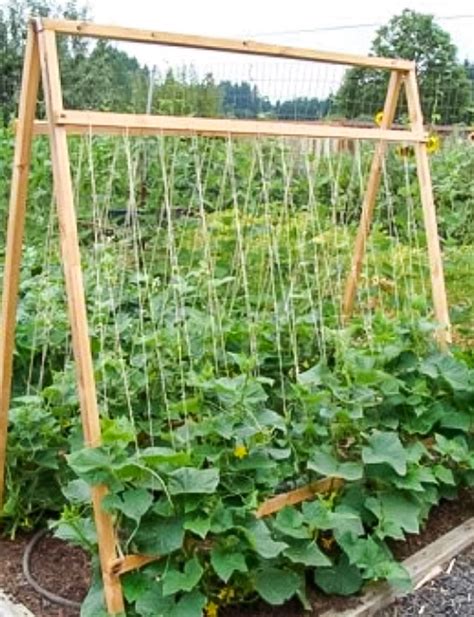Does Cucumber Grow On A Trellis