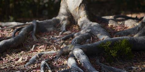 Does Cutting Tree Roots Kill A Tree