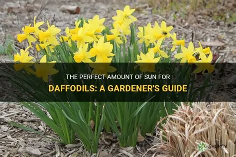 Does Daffodils Need Full Sun